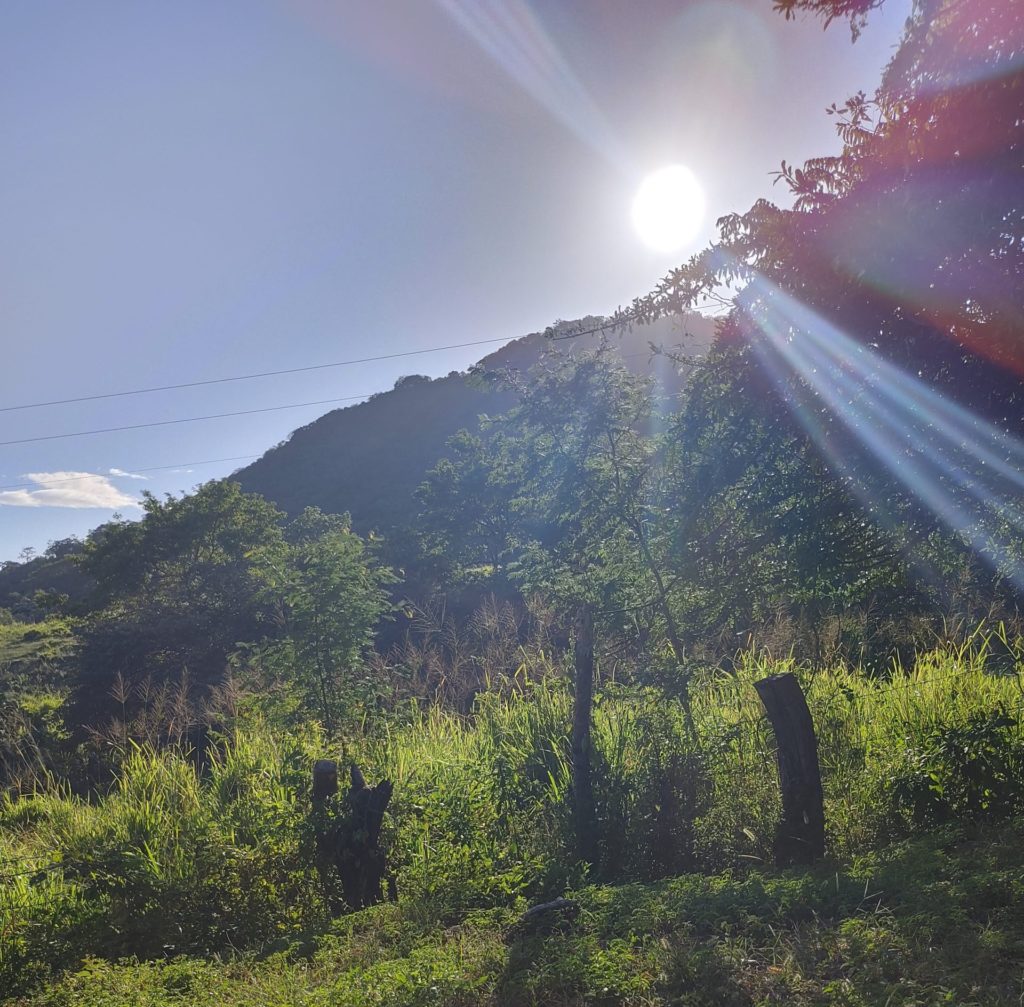 Photo of bright sun with tall grass, trees, etc.