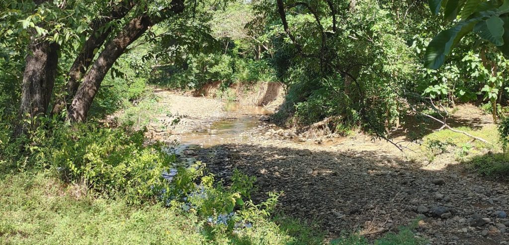 Shallow creek in a forest.