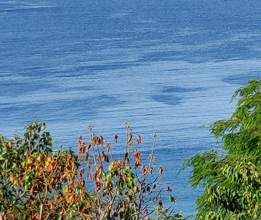 Sea with some foliage in the foreground.